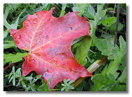 Early Fall leaf