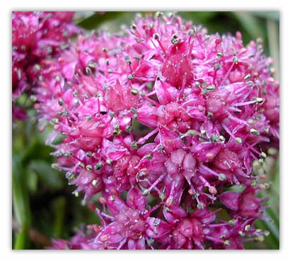 Flower buds macro