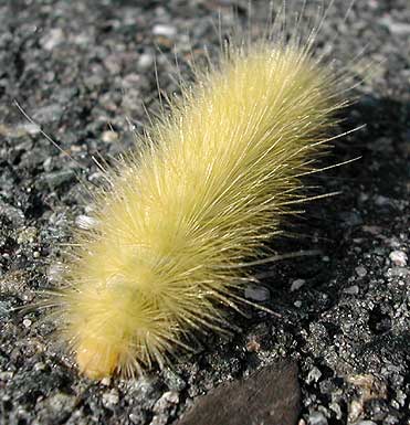 Caterpillar
