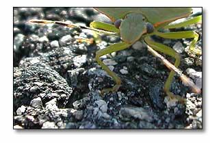 Leaf Hopper