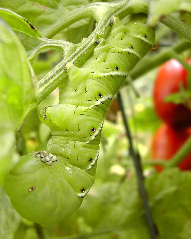 fatterpillar