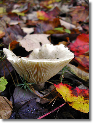 Foliage and Mushroom