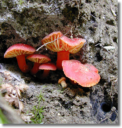 Red Wild Mushrooms