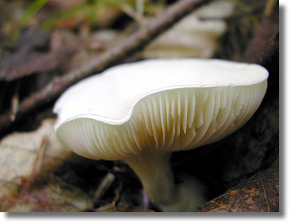 Wild White Mushrooms