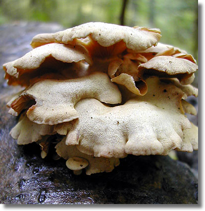 Mushroom flapjacks