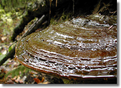 Old Growth Mushroom