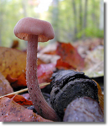 Dainty Mushroom