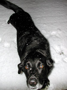 Snow Snake Labrador