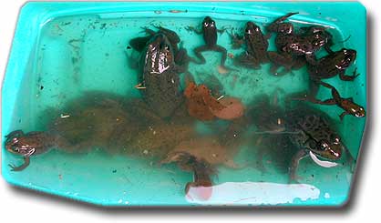 box o frogs