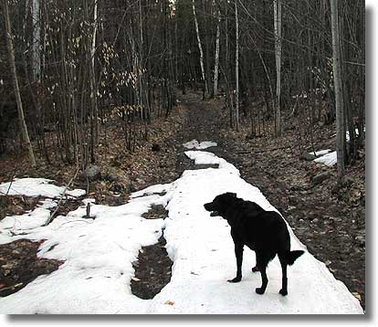 Wood path