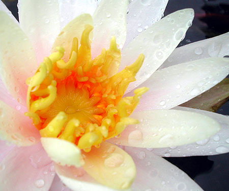 Water lily