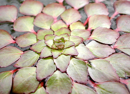 Geometric Pond Plant