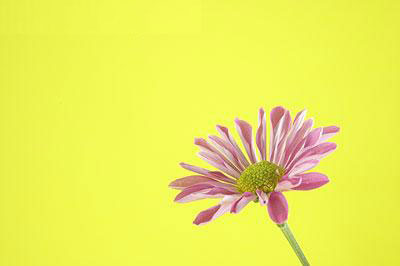 Flower - yellow background