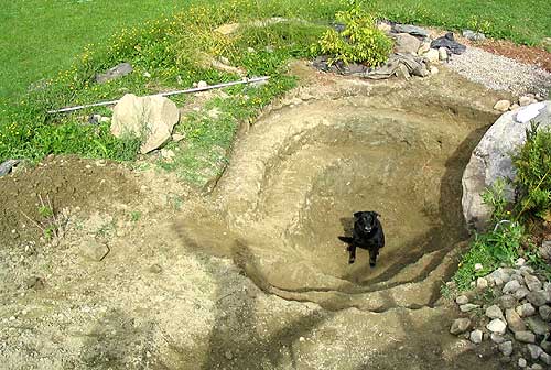 Dog in Pond