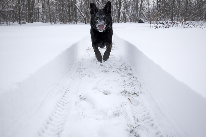 Flying Snow Dog of Doom