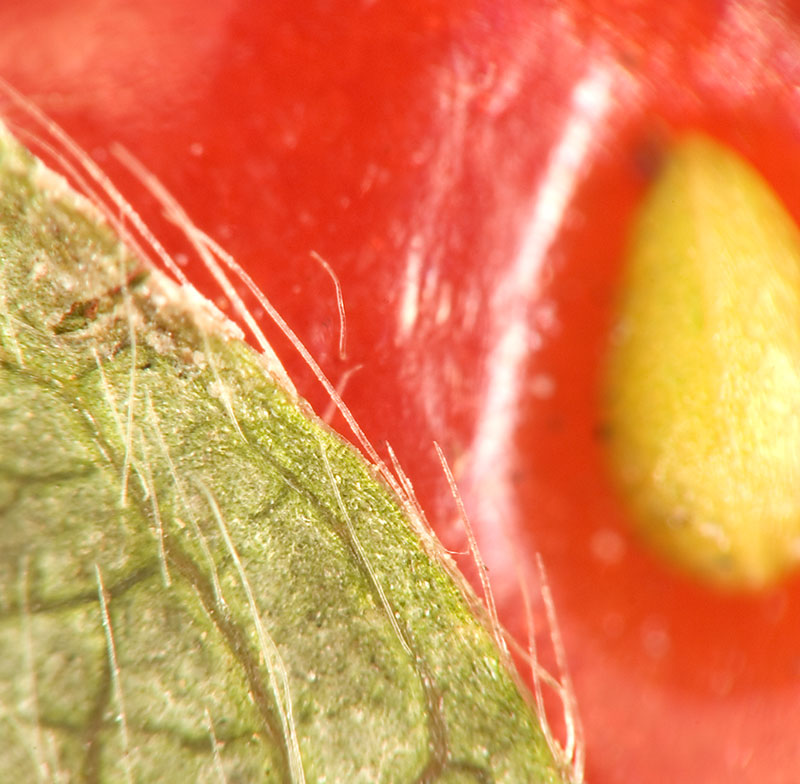 Strawberry Macro