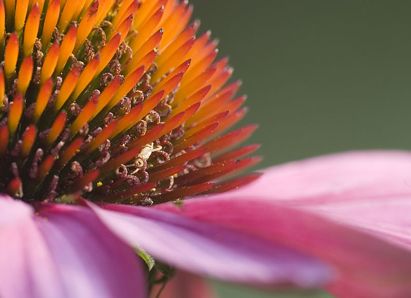 Cone Flower Closeup