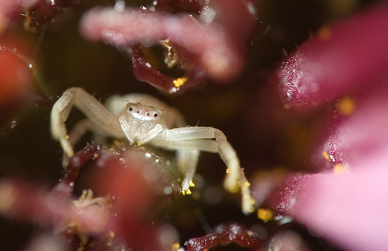 Closeup on mini-spider