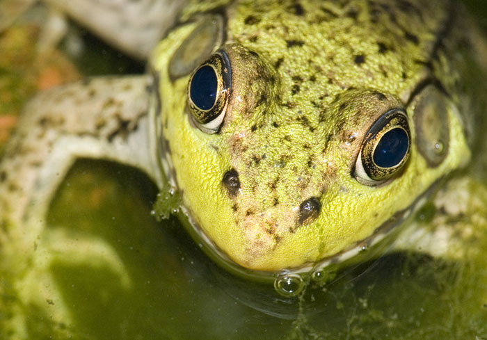 Frog, up close