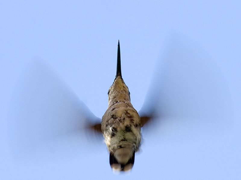 Hummingbird from below