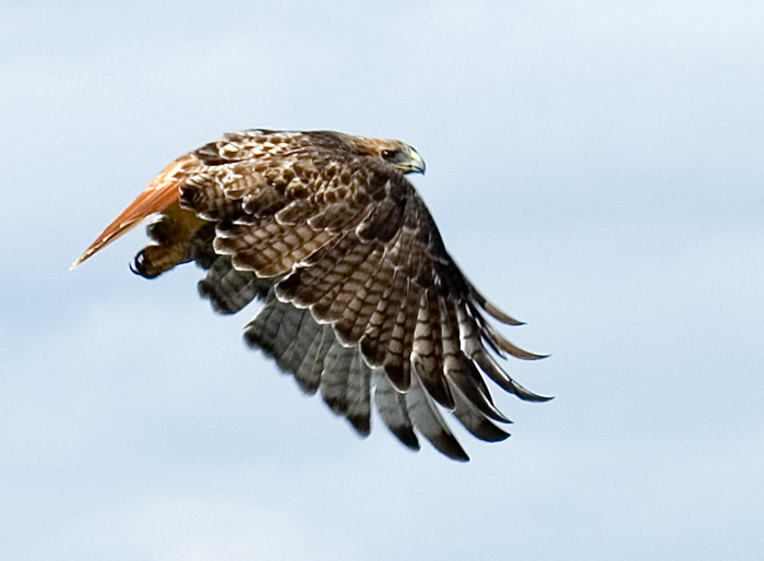 Close-up on Hawk