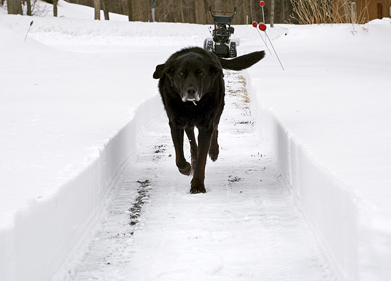 Vicious Snow Dog of Doom