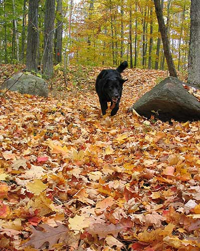 Dog in Leaves