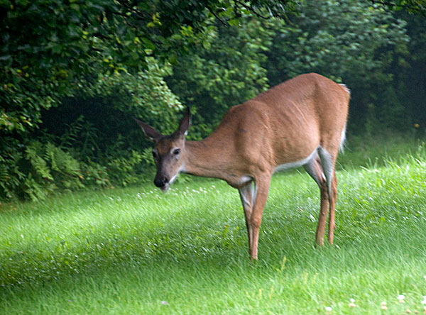 Early Morning Deer Visit