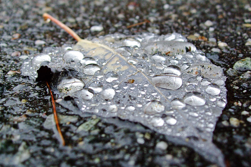 Decaying Leaf Under Rain Drops