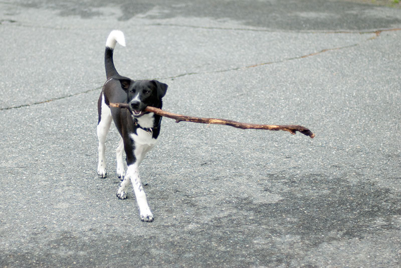 Bark softly and carry a BIG stick