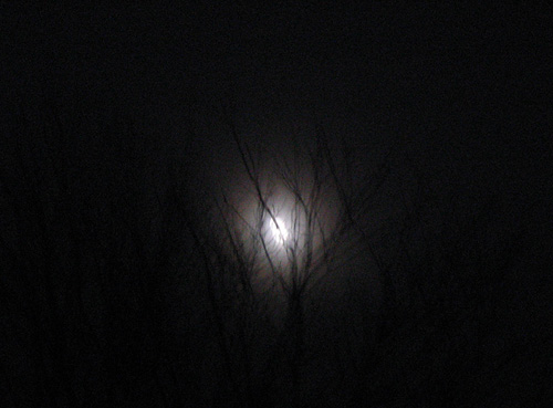 Moon, Fog, Trees
