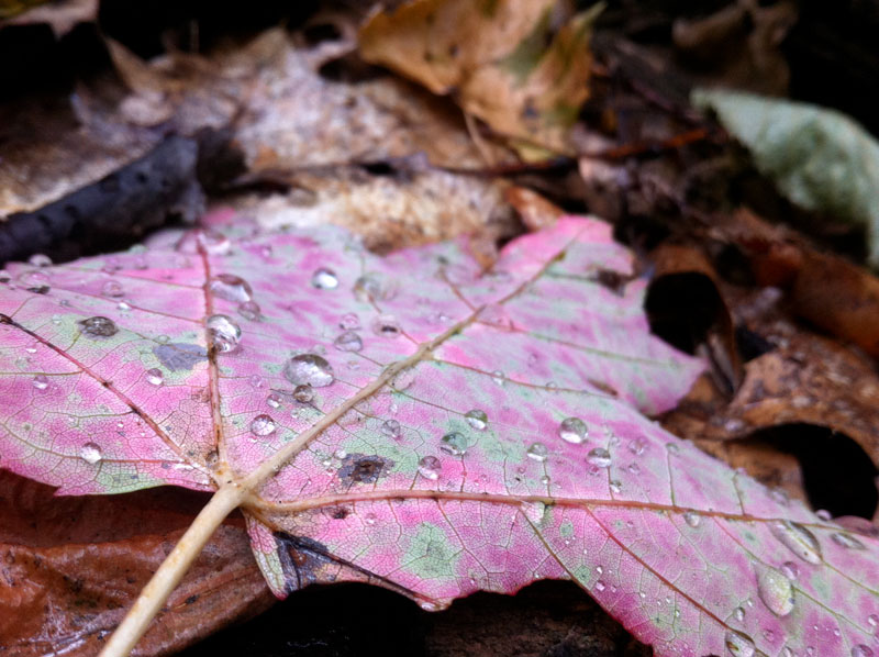 Fresh fallen rain on fall leaf