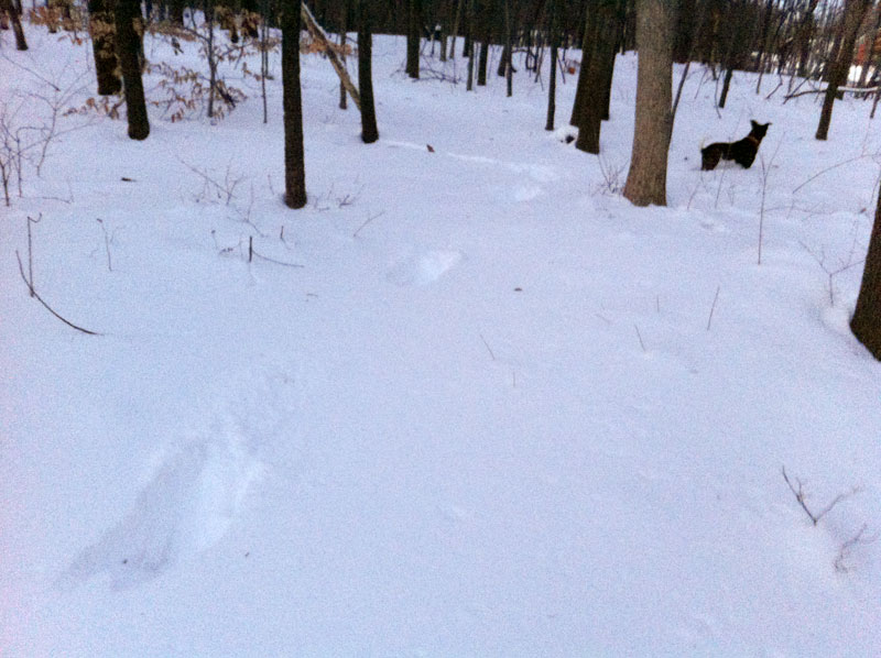 Dog snow stride