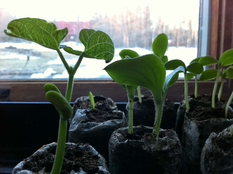 Seedlings looking out the window