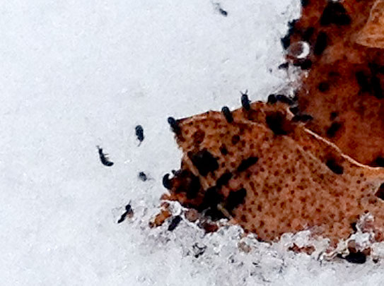 Snow flea closeup