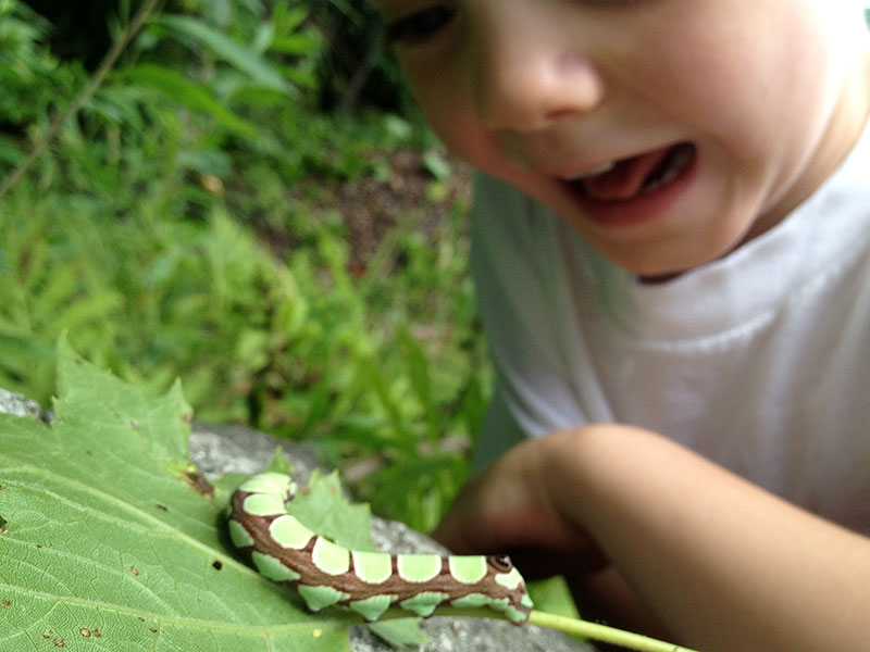 Zane and the Caterpillar