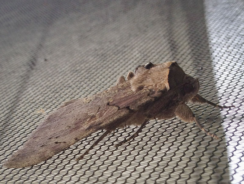 Big moth