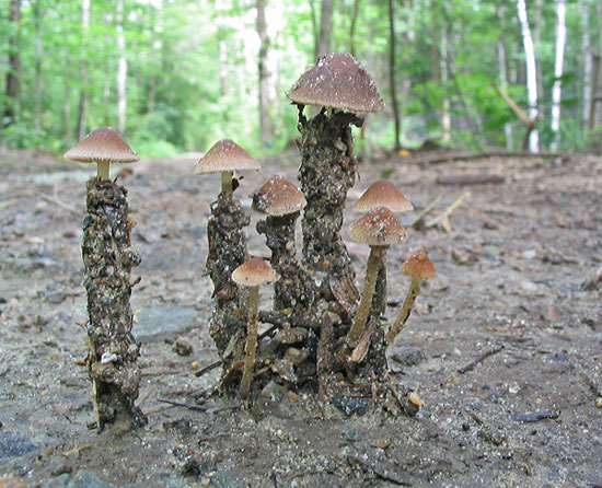 Strange Mushroom stems