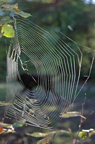 Spider Web w/Zeke