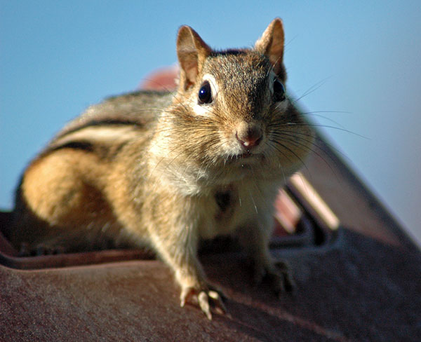 Chipmunk