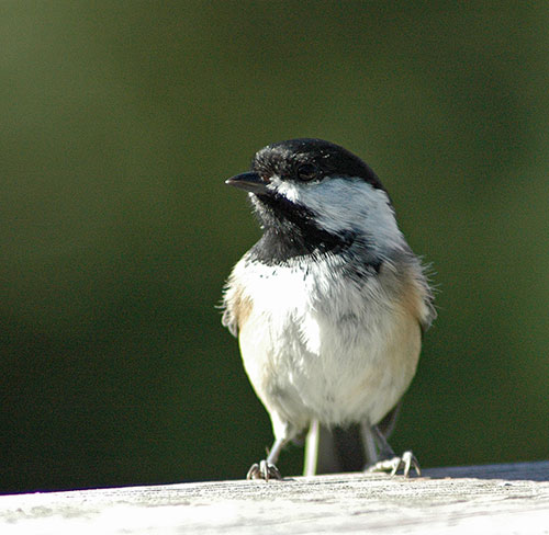 Chickadee