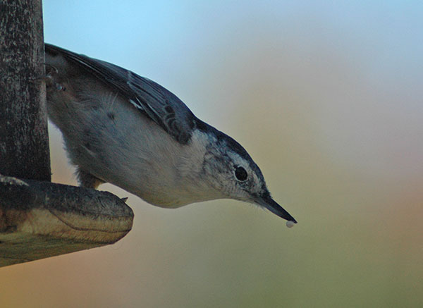 Nuthatch