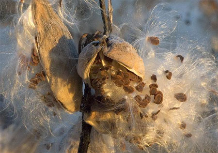 Milkweed Seeds