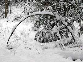 Arched tree