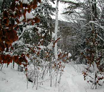 Snowshoe trail