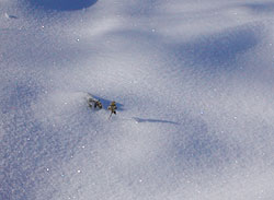 Snow Shadows