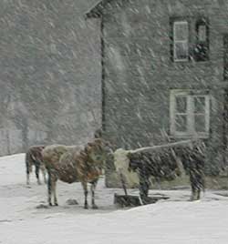 Cows in Storm