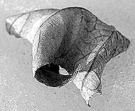 Leaf Closeup