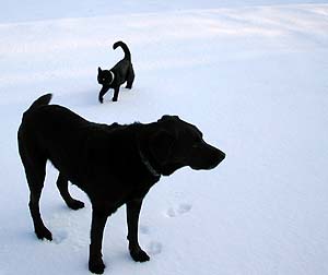 Pet Walk