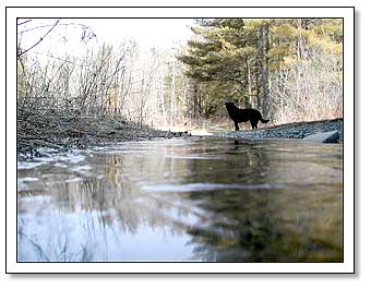 Reflections of a frozen puddle